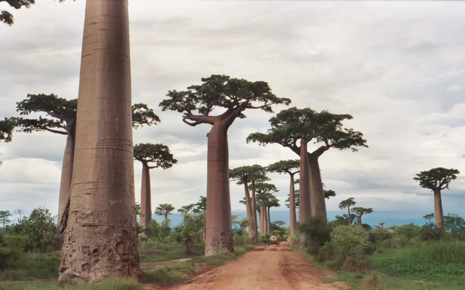 Morondava