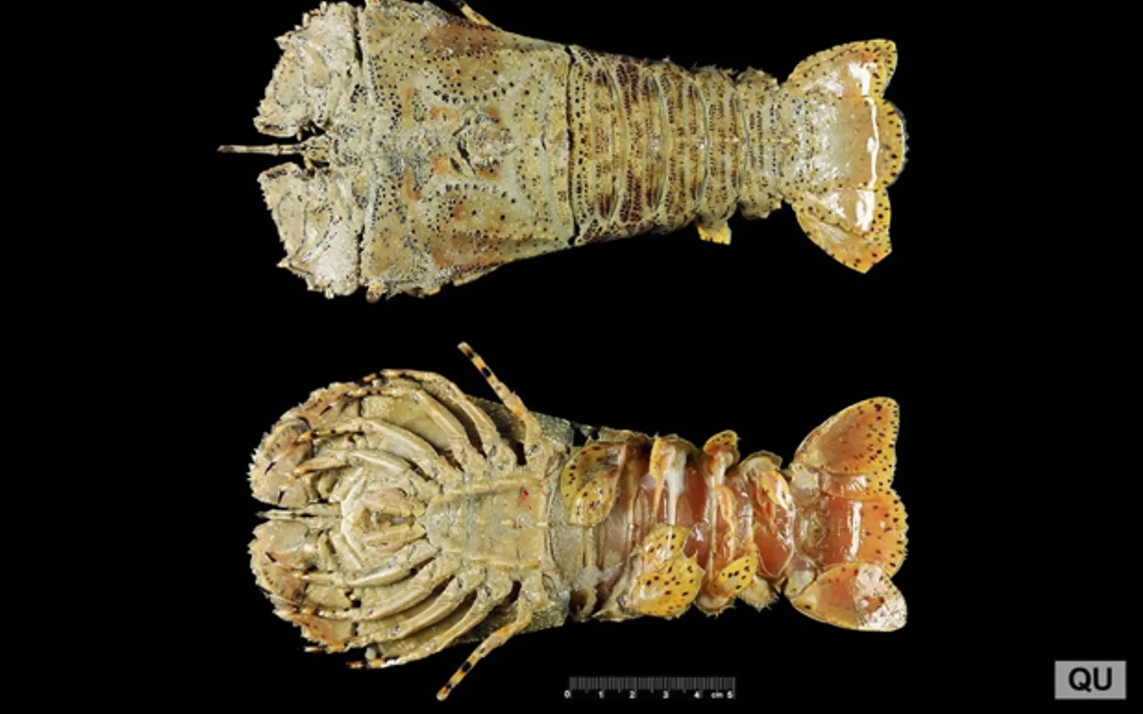 กุ้งมอร์ตันเบย์บักย่างสองซีกบนเตา เนื้อสีส้มอมขาวสะท้อนน้ำมันมะกอกและกระเทียม มะนาวสดข้าง