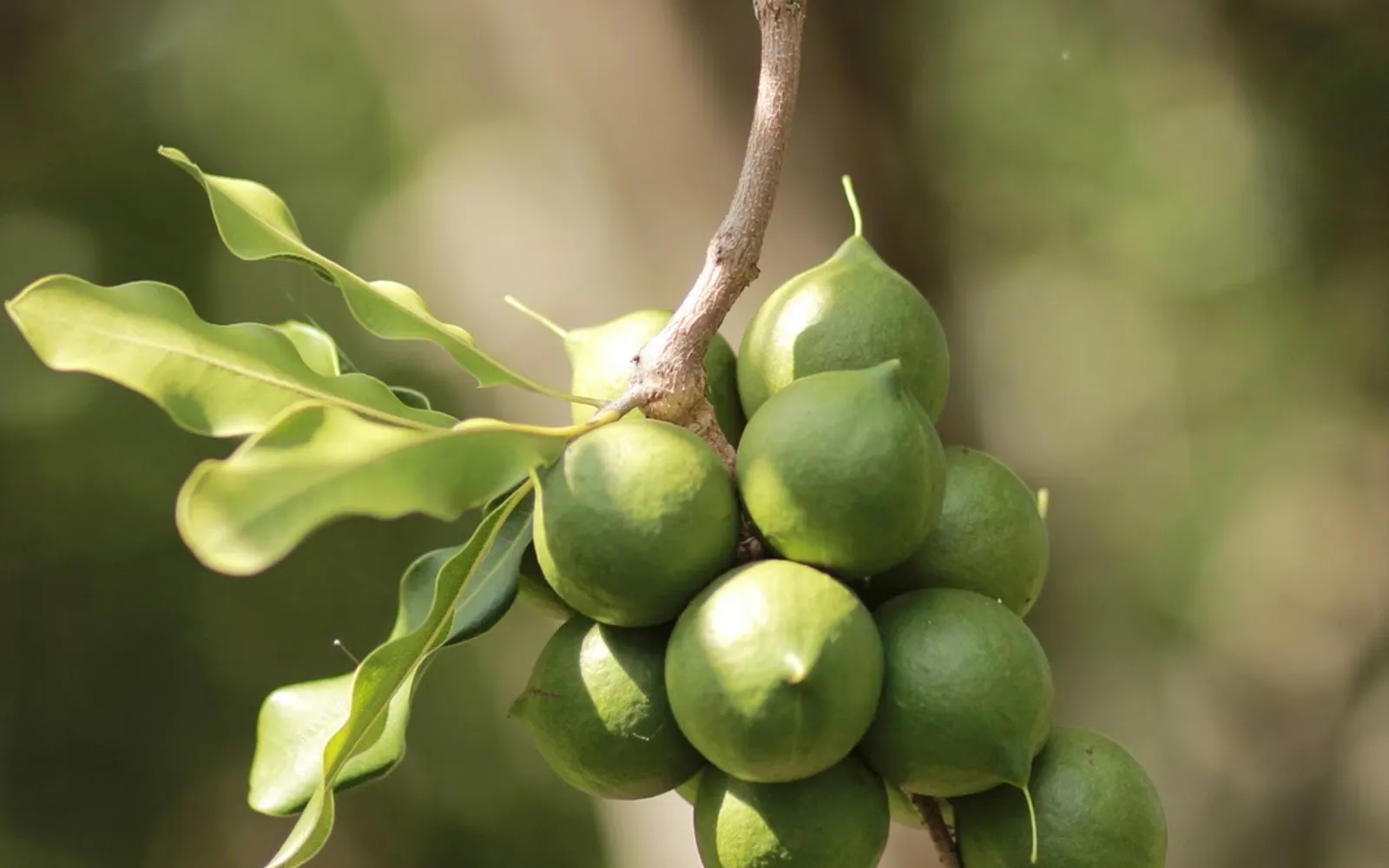 มะคาเดเมียเม็ดสดสีขาวครีมในชามไม้ วางบนโต๊ะไม้ธรรมชาติในร้านฟาร์มท้องถิ่นไบรอนเบย์