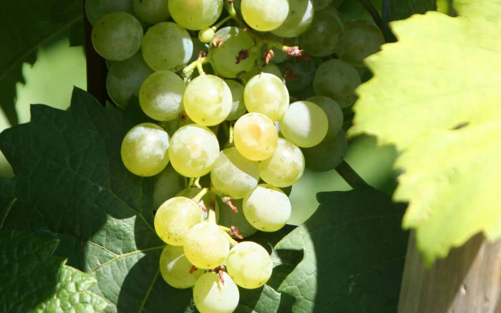 A glass of pale-green Grüner Veltliner white wine on an outdoor wooden table, with a view of the vineyards and the Danube in the afternoon
