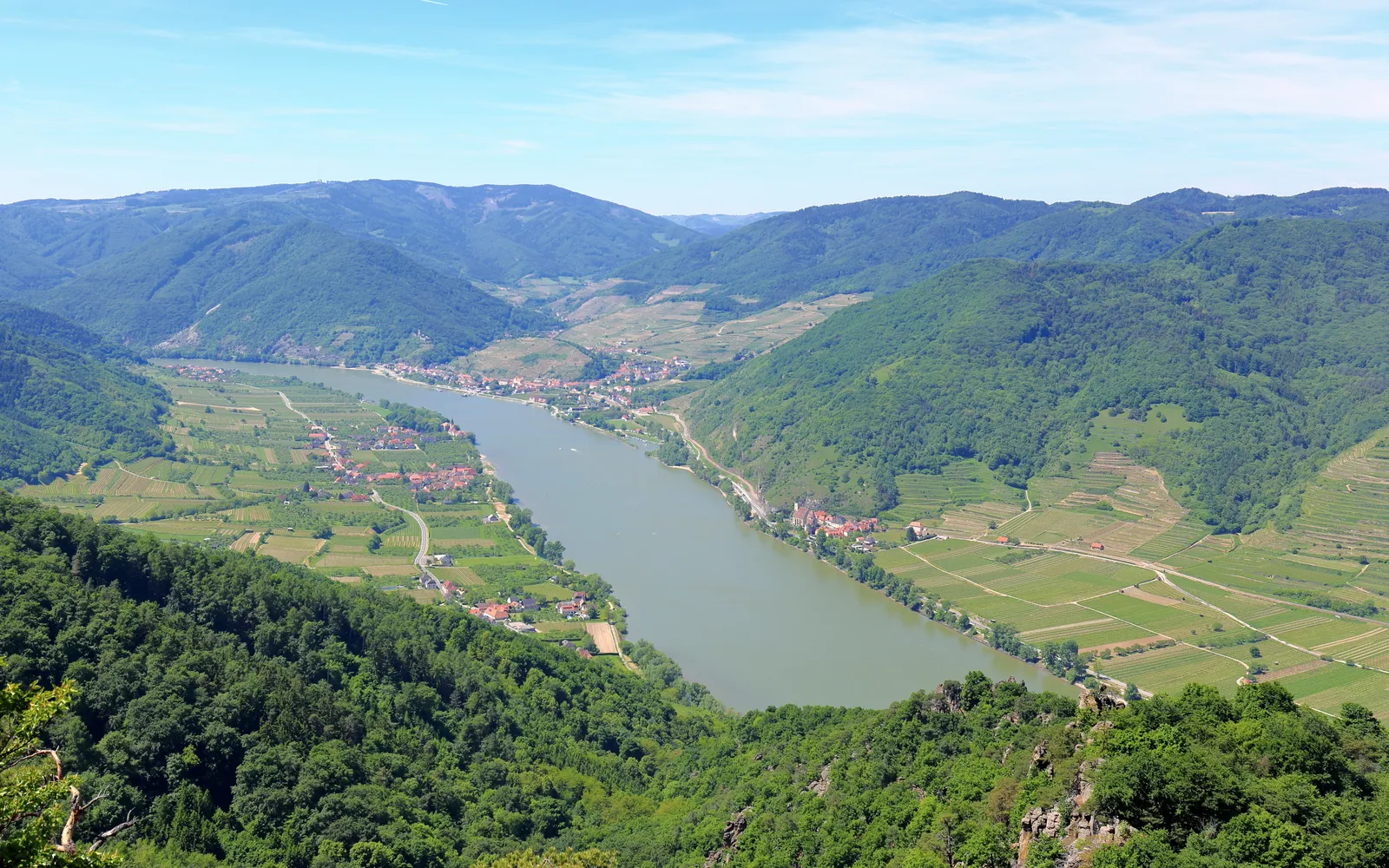 ไร่องุ่นขั้นบันไดสีเขียวในหุบเขา Wachau แสงบ่ายส่องเป็นทองบนเถาองุ่นที่เรียงตามแนวชันของเนินเขาริมดานูบ