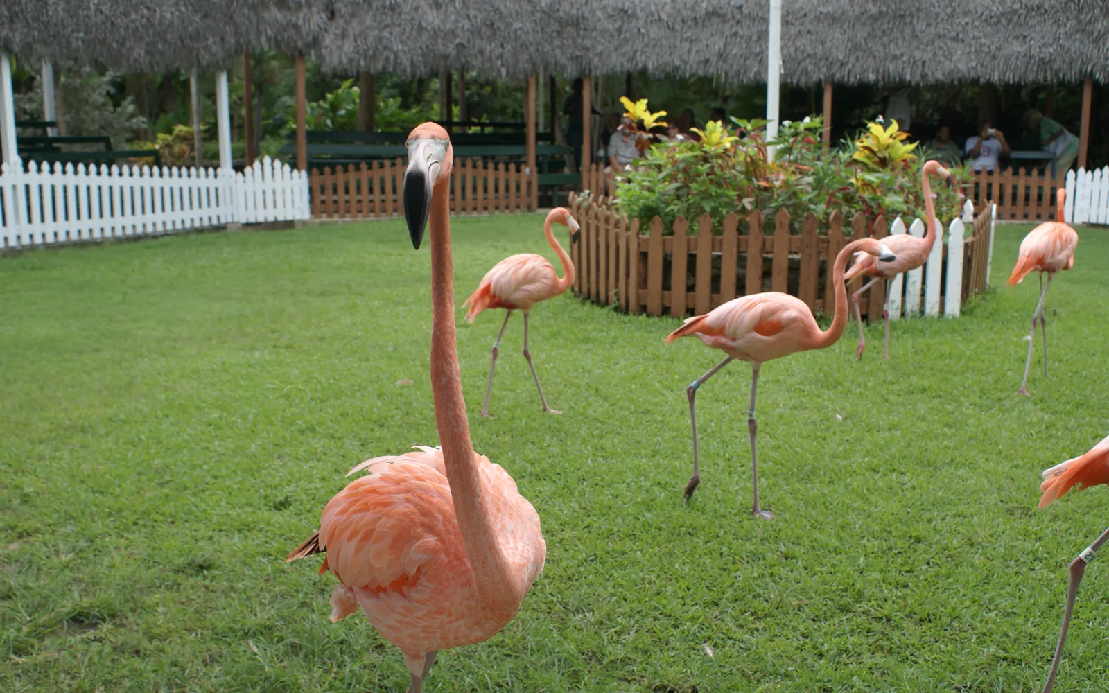 ฝูงนกฟลามิงโกสีชมพูยืนในสวน Ardastra Gardens แนสซอ
