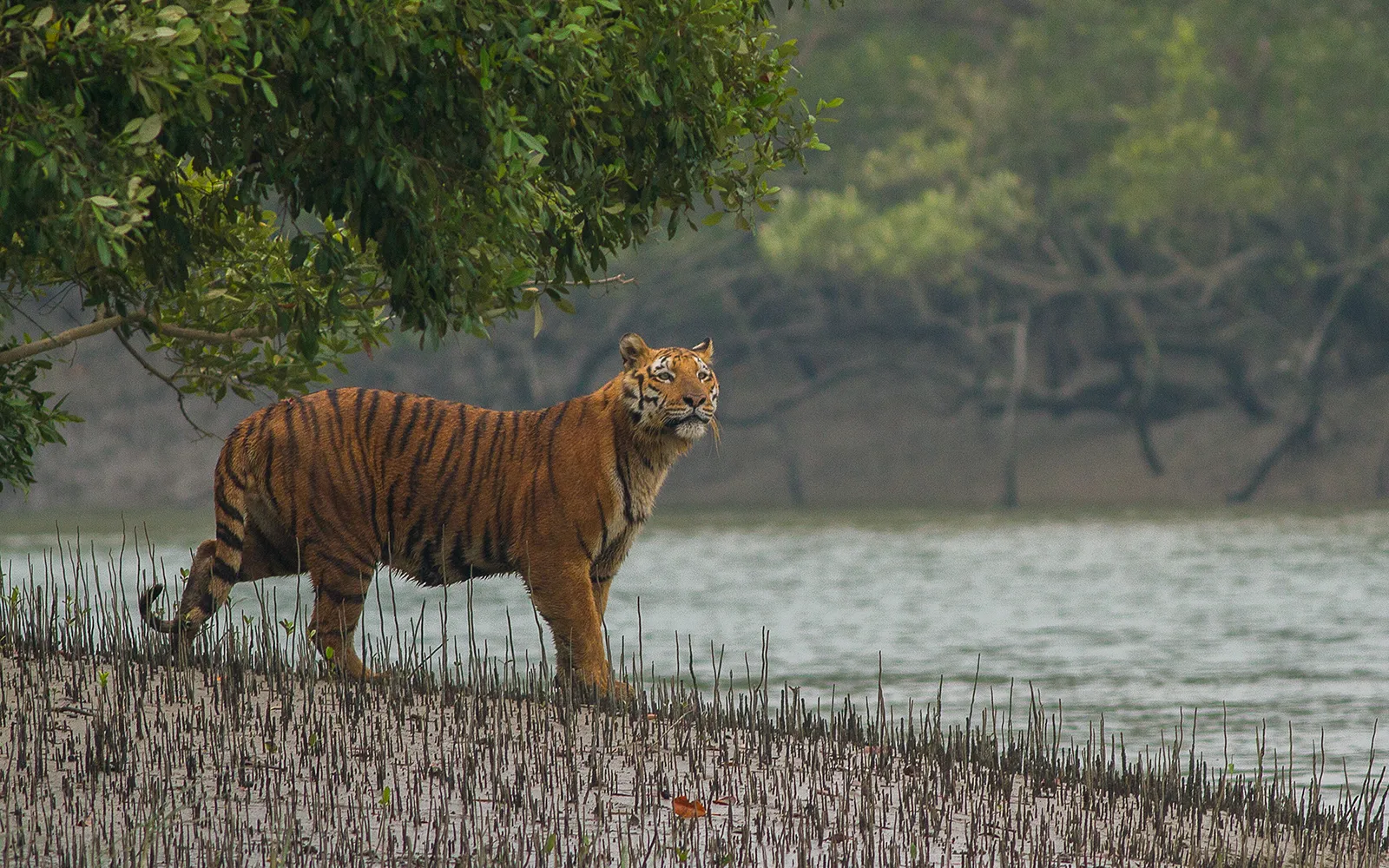 หาดทรายและทุ่งหญ้าที่คัทกา ซุนดาร์บานส์