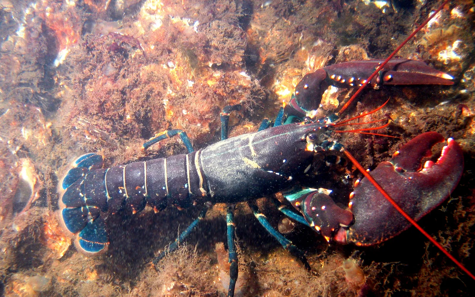 กุ้งมังกรสดย่างถ่านเสิร์ฟผ่าครึ่ง เนื้อสีขาวนวลหอม ราดเนยและกระเทียม บนโต๊ะไม้ริมหาดยามเย็น