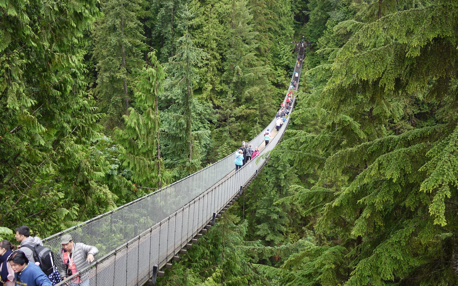สะพานแขวน Capilano ยาว 137 เมตรเหนือหุบเขาลึก 70 เมตร ล้อมรอบด้วยต้นไม้ยักษ์