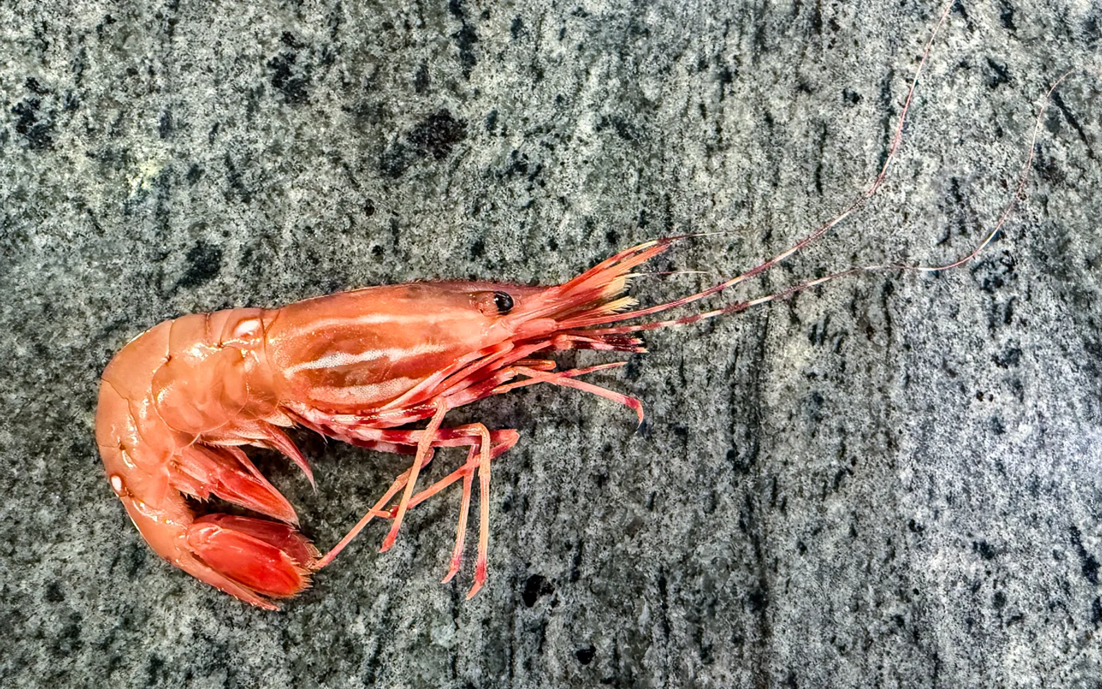 กุ้ง Spot Prawn สีส้มชมพูขนาดใหญ่ต้มสดวางบนน้ำแข็งพร้อมมะนาวหั่น