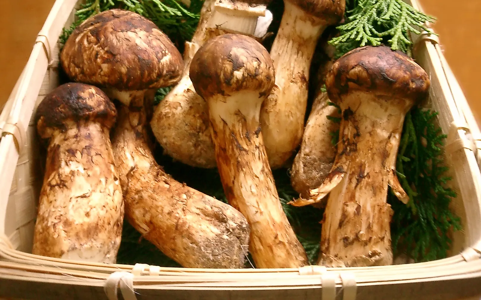 เห็ด Matsutake สีน้ำตาลทองวางบนใบไม้ป่า พร้อมสำหรับการปรุงอาหาร