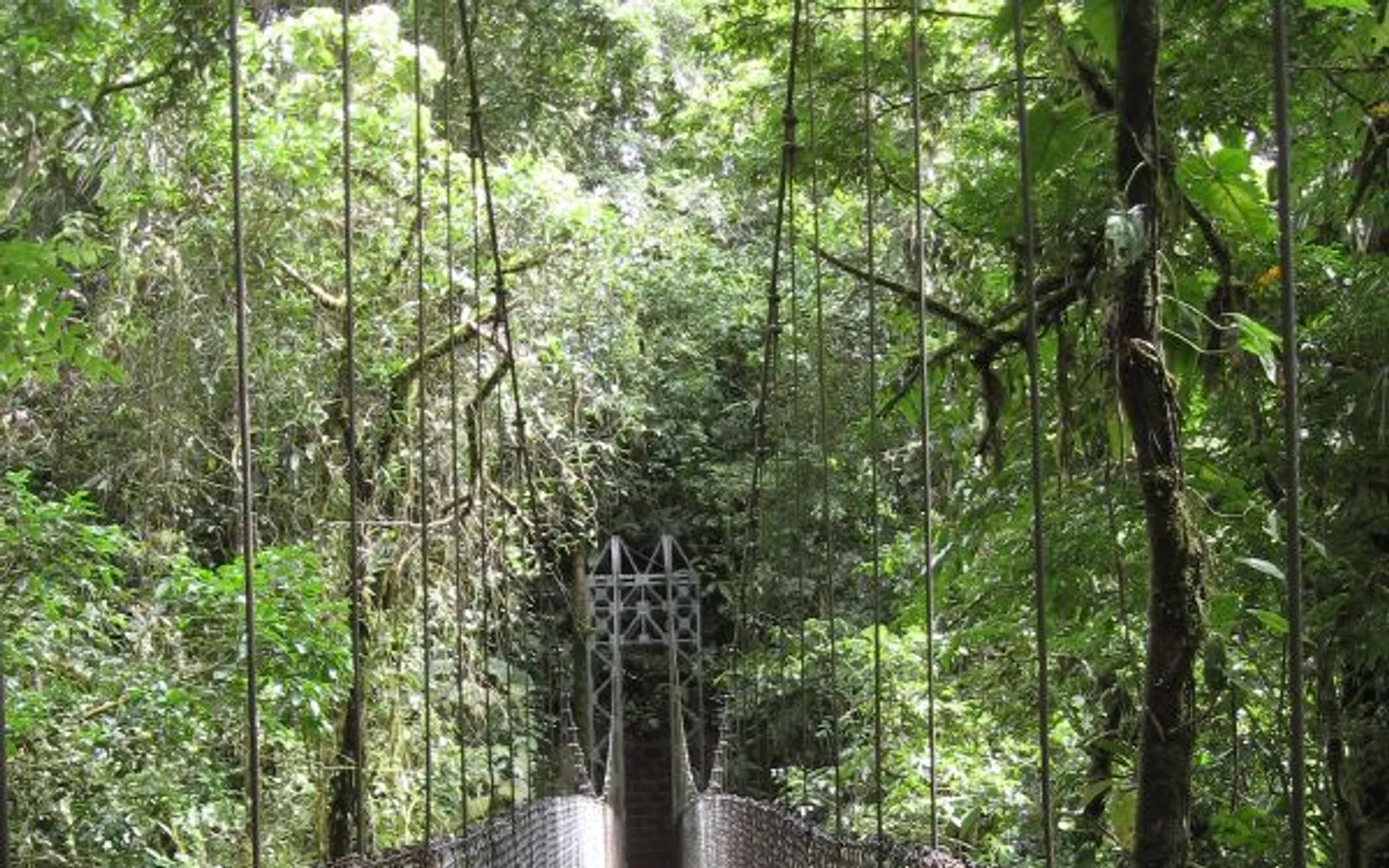 สะพานแขวนเหล็กทอดยาวเหนือเรือนยอดป่าฝนใกล้ภูเขาไฟอาเรนัล