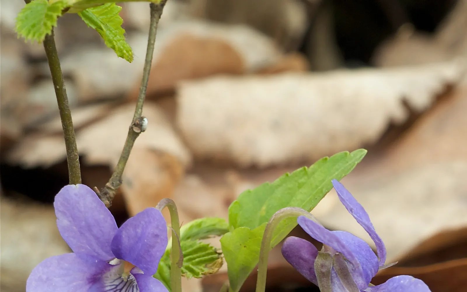 ลูกอมและช็อคโกแลตสีม่วง Violette de Toulouse เรียงสวยงามในกล่องของขวัญ กลีบดอกไวโอเล็ตตากแห้งตกแต่งด้านบน