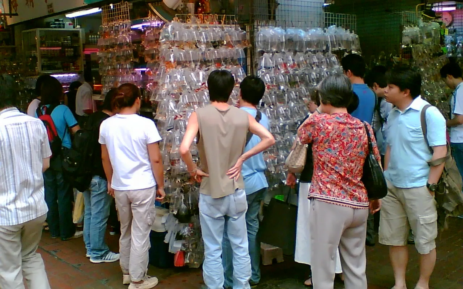ถุงพลาสติกใสบรรจุปลาทองและปลาสีสันสวยงามแขวนเรียงรายหน้าร้านใน Goldfish Market