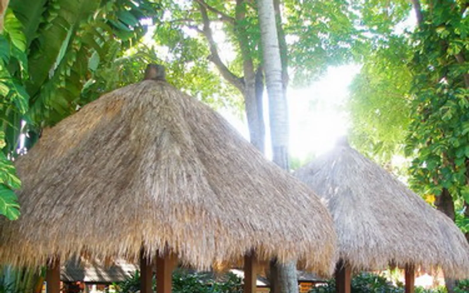 สวนน้ำ Waterbom Bali สไลเดอร์สูงสลับซับซ้อนท่ามกลางสวนเขตร้อนสีเขียว ผู้เล่นกรีดร้องสนุกสนาน