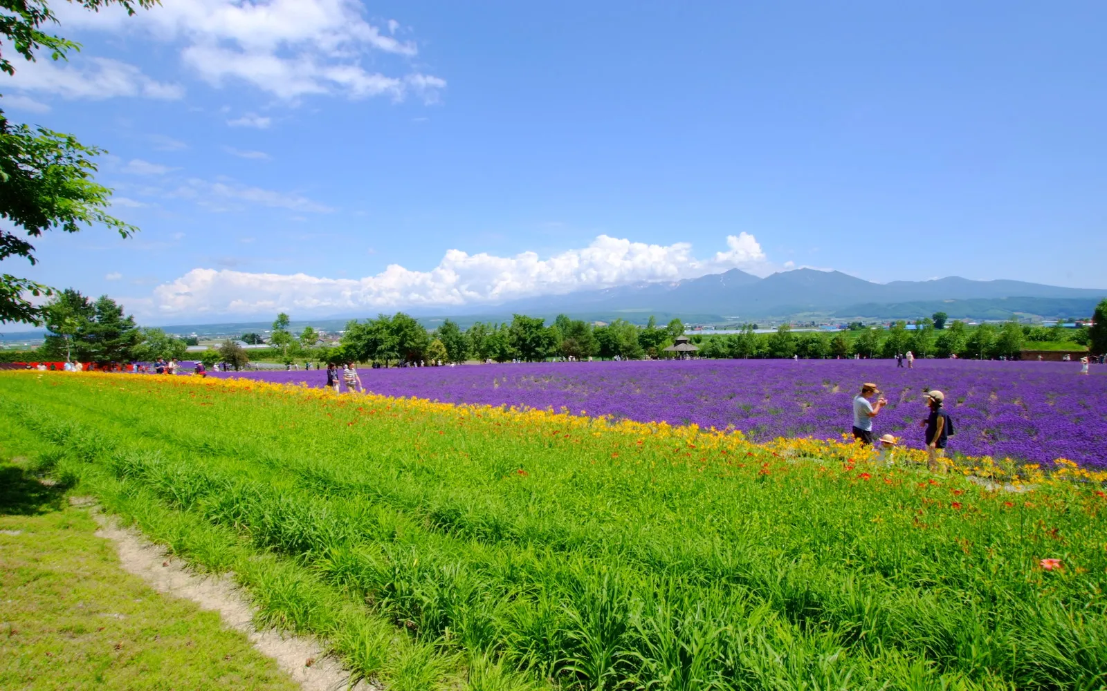 ที่เที่ยวฟุราโนะ-เบอิ สวนลาเวนเดอร์และทุ่งดอกไม้ที่ต้องไปให้ได้