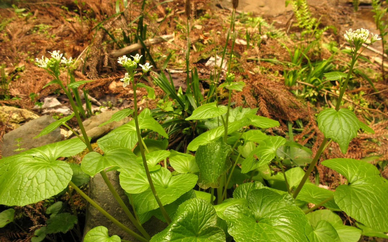 วาซาบิสดสีเขียวสดฝนบนไม้กระต้ายฉลาม เสิร์ฟบนโซบะเย็นในชามเซรามิก