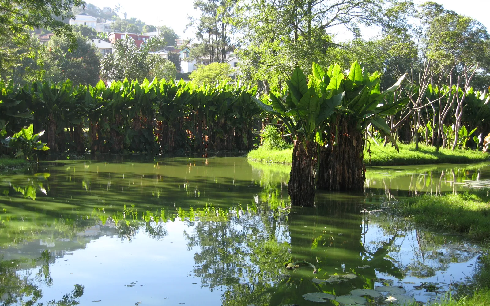 บ่อน้ำและพืชพรรณในสวนซิมบาซาซากลางเมืองอันตานานาริโว