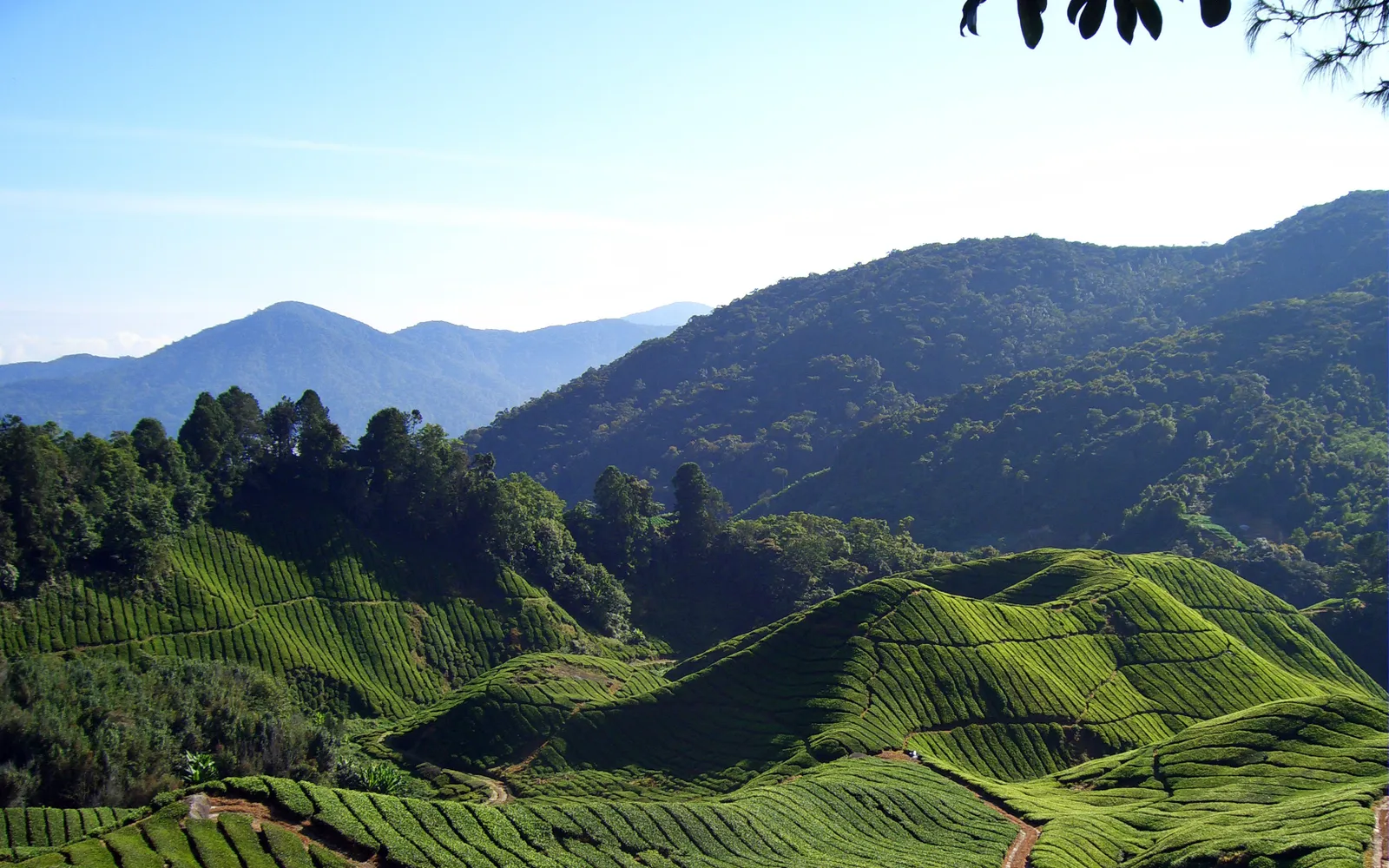 สวนแคคตัสนานาพันธุ์จากทั่วโลกในเรือนกระจกที่ Cactus Valley คาเมรอนไฮแลนด์