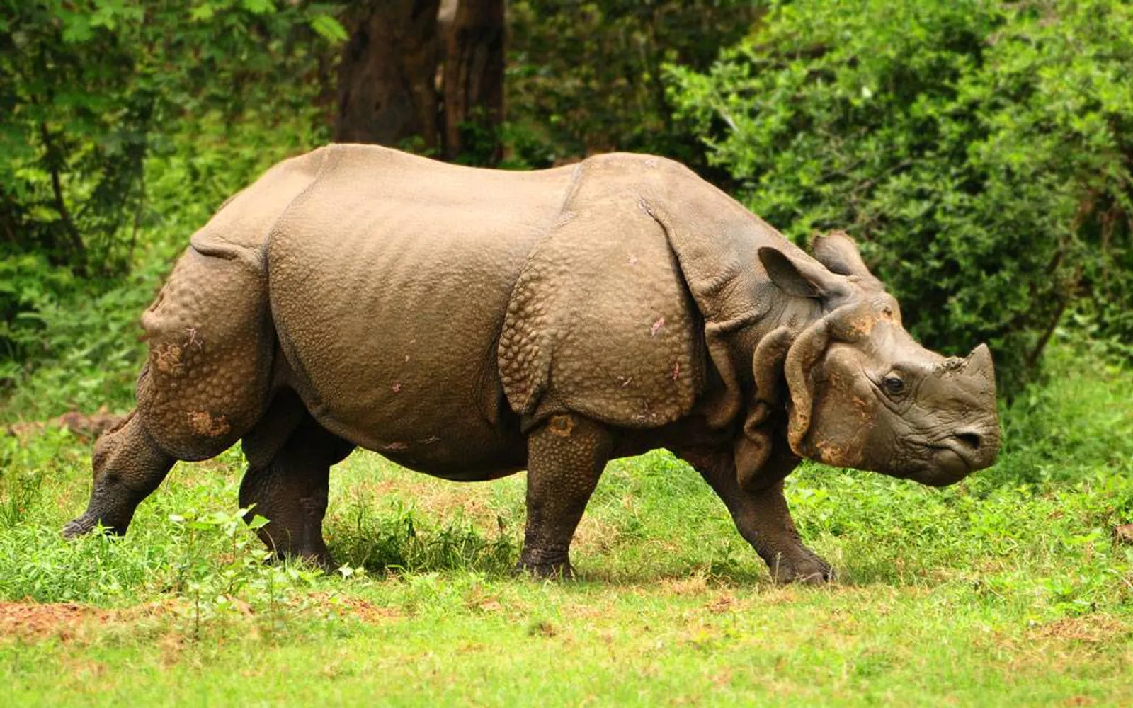 แรดนอเดียวในทุ่งหญ้า สัตว์เด่นของจิตวัน