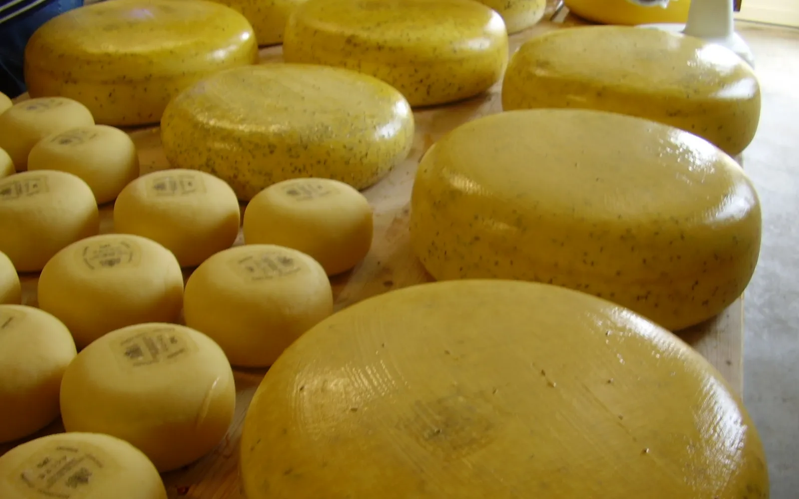 Large wheels of Dutch Gouda arranged in a cheese shop, some cut open to show the pale to deep yellow interior and small holes throughout the paste