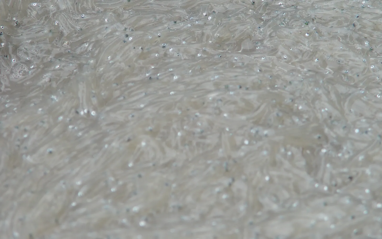 ปลา Whitebait ทอดแบบ Fritter สีทองกรอบขนาดพอดีฝ่ามือ เนื้อปลาสีขาวใสซ้อนกันแน่น บนจานพร้อมมะนาวฝาน