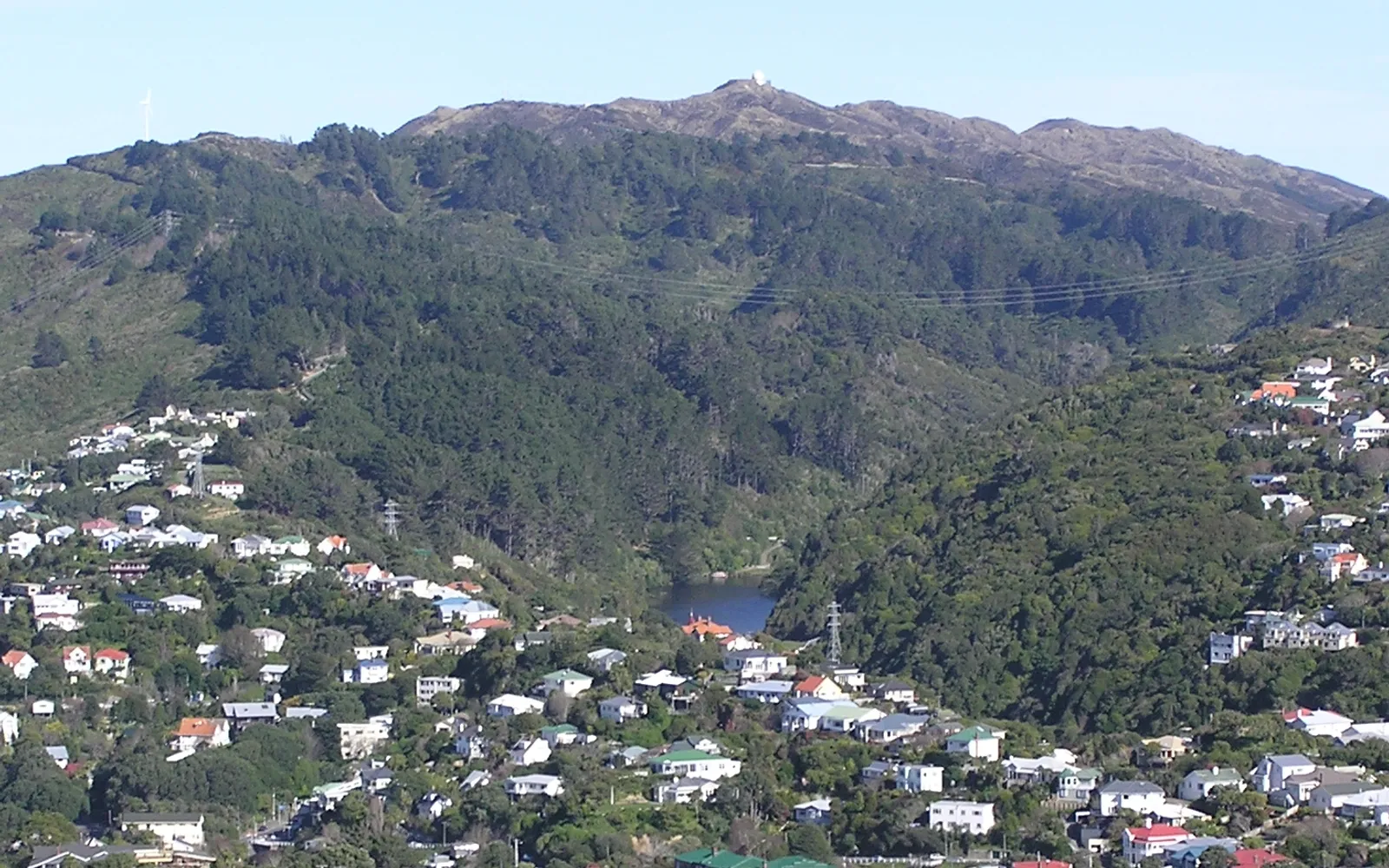 ป่าดั้งเดิมของ Zealandia เมืองเวลลิงตัน ต้นเฟิร์นขนาดยักษ์ขึ้นหนาแน่น นก tuatara เดินบนพื้นป่า