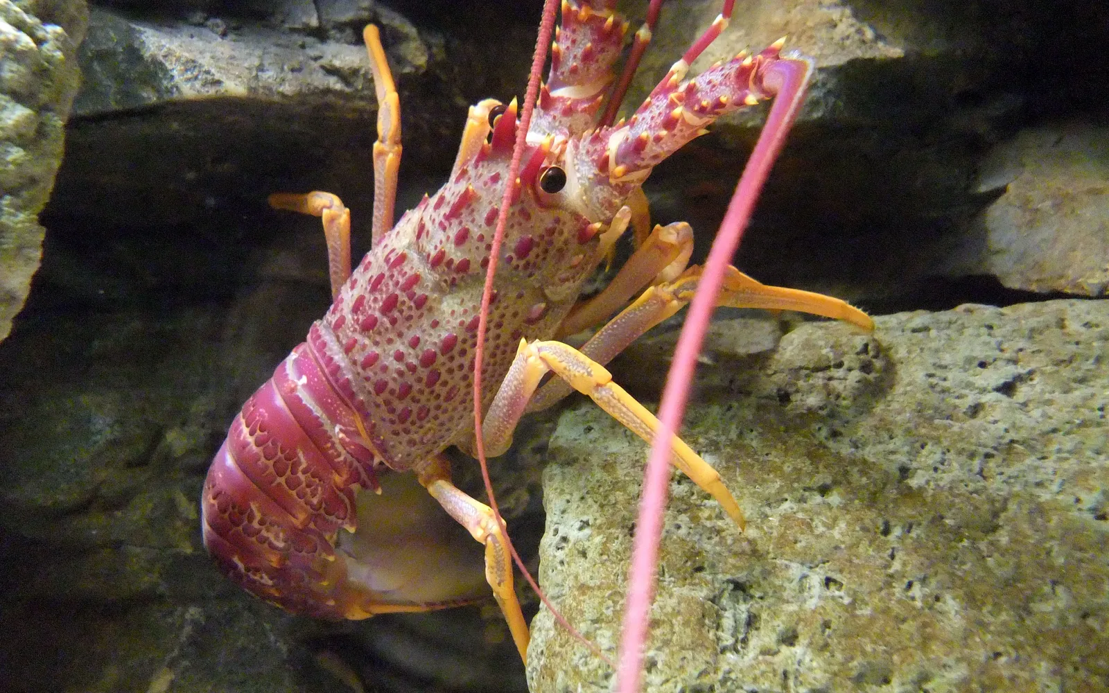 กุ้งมังกรนิวซีแลนด์ (crayfish) ขนาดใหญ่ต้มสุกสีส้มแดง เสิร์ฟผ่าครึ่งบนถาดน้ำแข็ง พร้อมมายองเนสและมะนาวฝาน