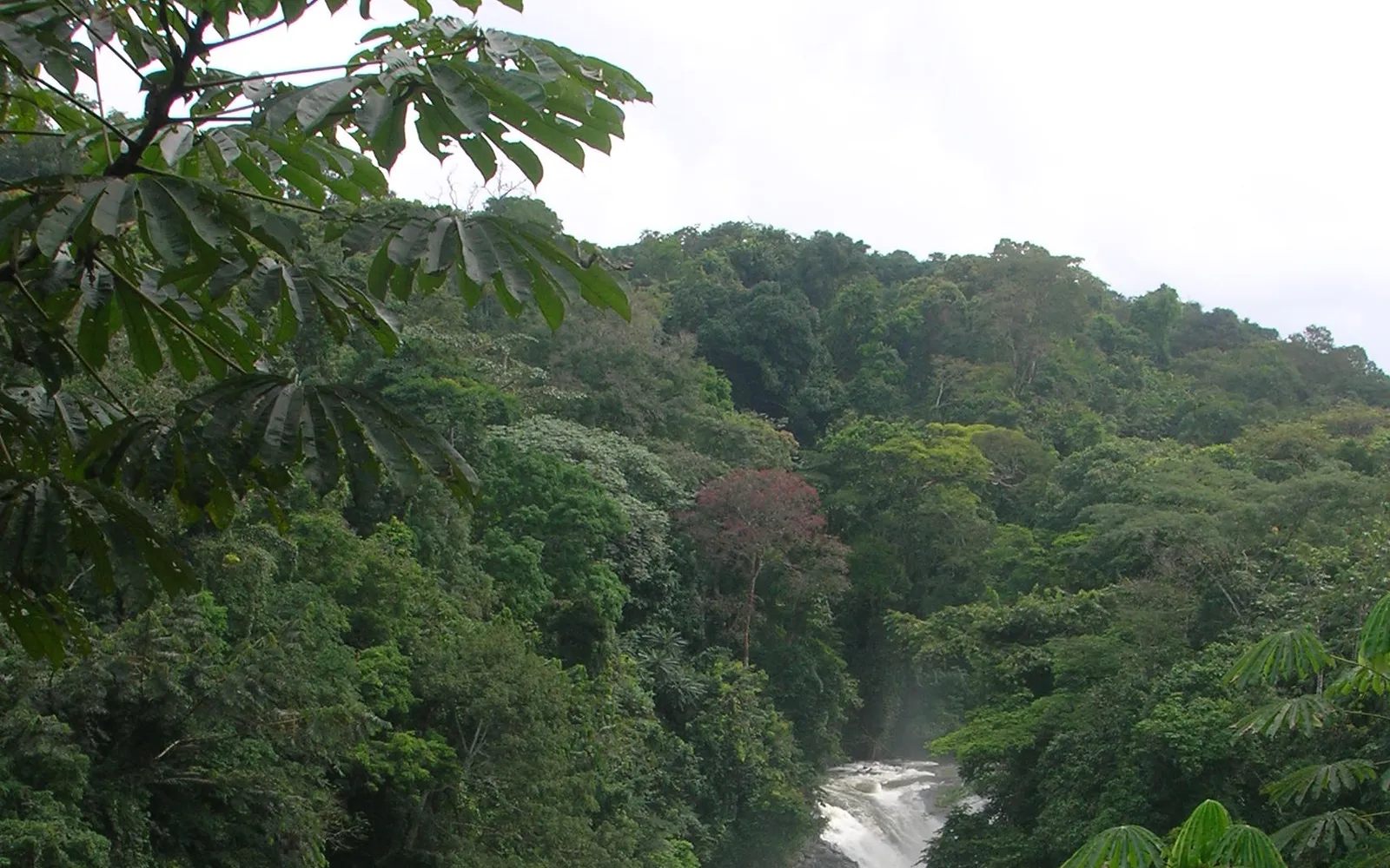 ป่าฝนเขตร้อนเขียวชอุ่มในอุทยานแห่งชาติครอสริเวอร์
