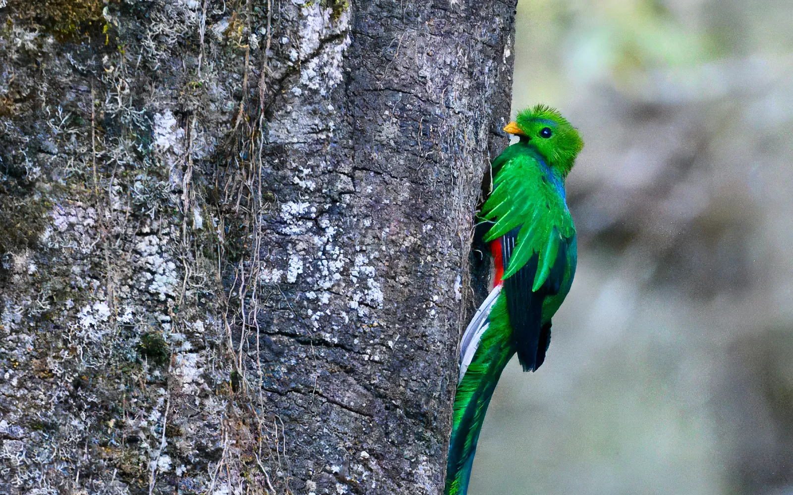 นกเควตซัลตัวผู้ขนสีเขียวมรกตหางยาว สัญลักษณ์ของเส้นทาง Los Quetzales
