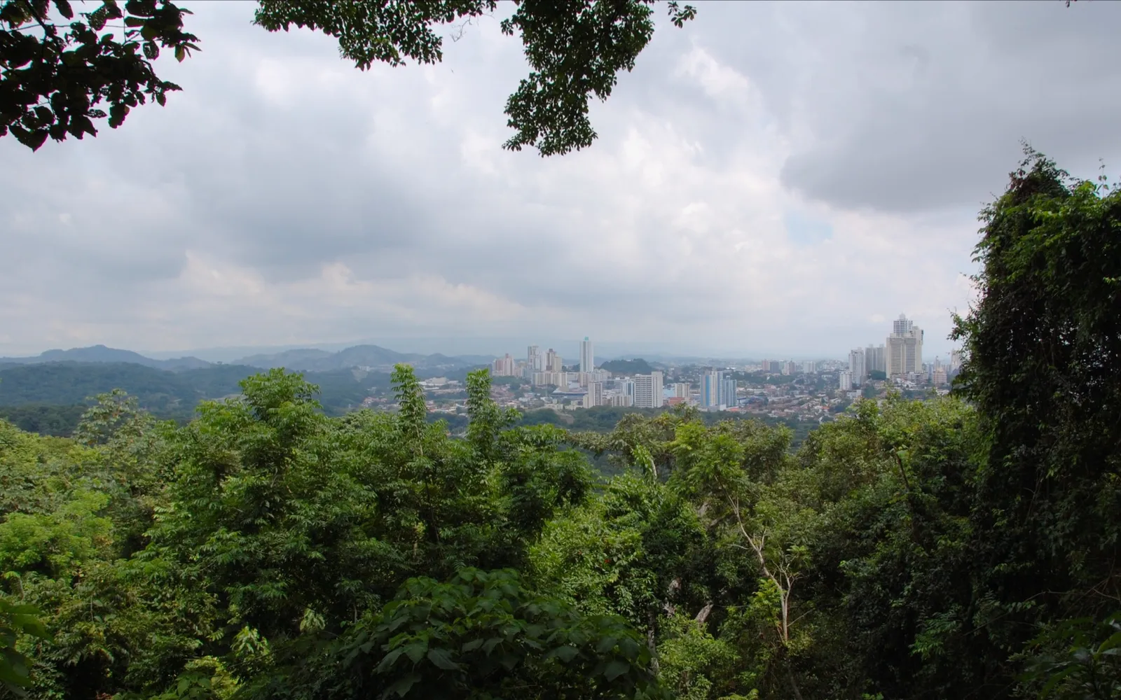 ป่าฝนเขตร้อนเขียวชอุ่มในอุทยานเมโทรโพลิแทนกลางเมืองปานามาซิตี