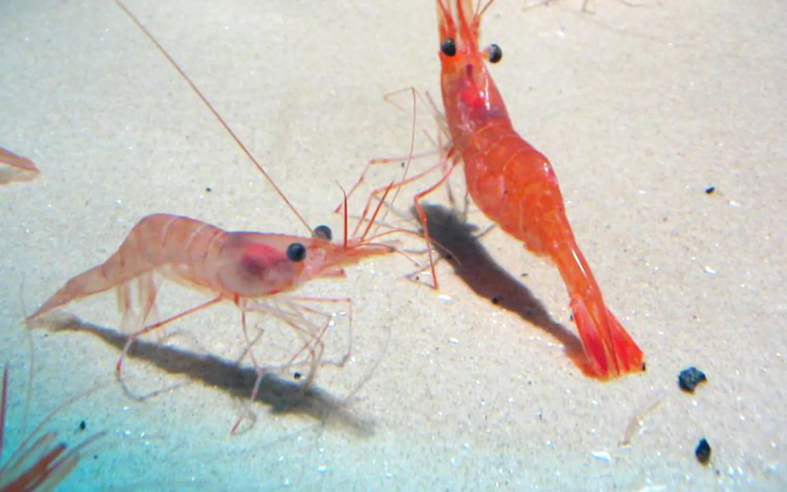 กุ้งน้ำเย็นตะวันออกไกลสีส้มชมพูสดต้มสุกเรียงบนน้ำแข็ง เนื้อกุ้งแน่นและหวานธรรมชาติ