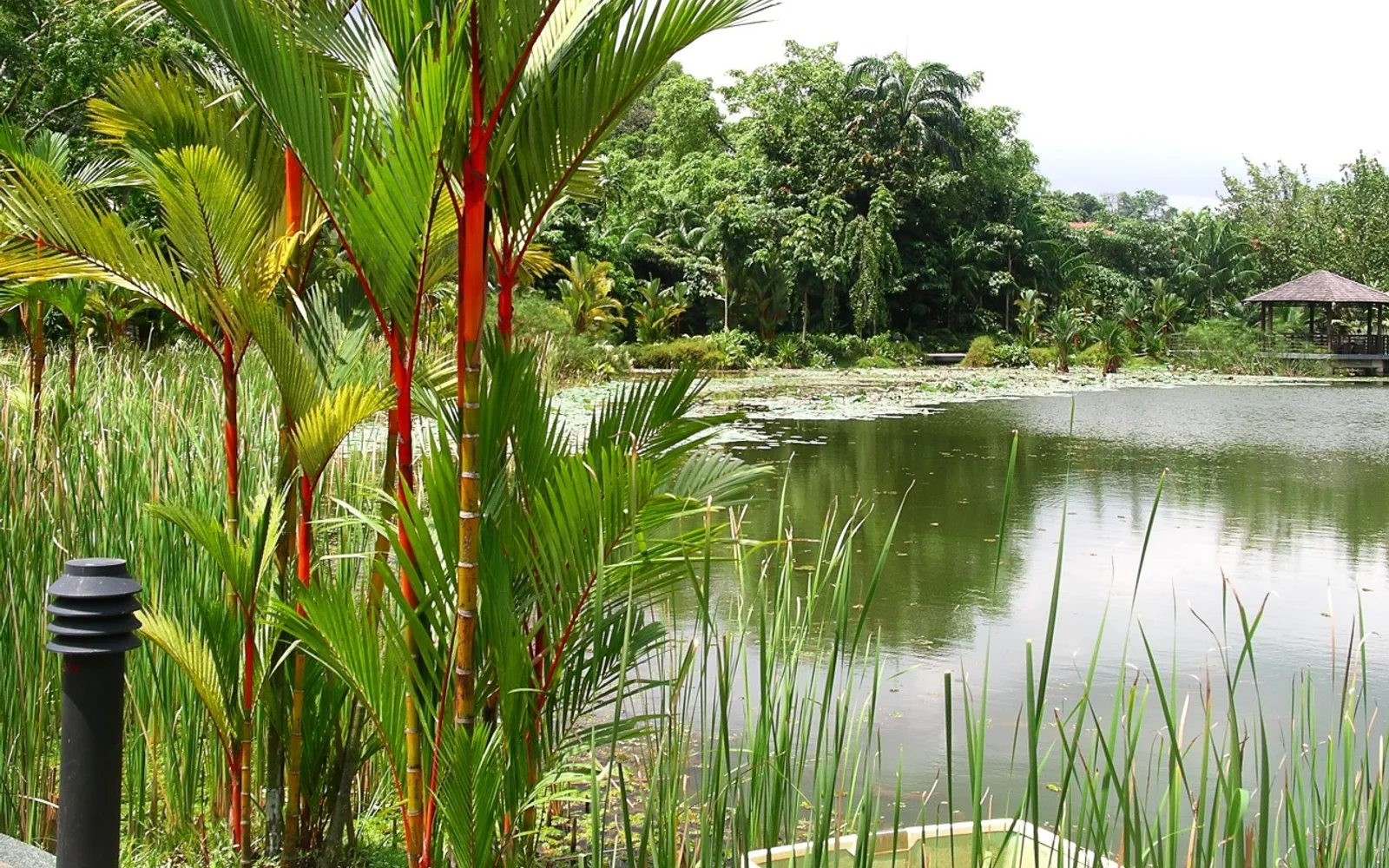 สวนพฤกษศาสตร์สิงคโปร์ที่เขียวชอุ่มและทะเลสาบสวยงาม