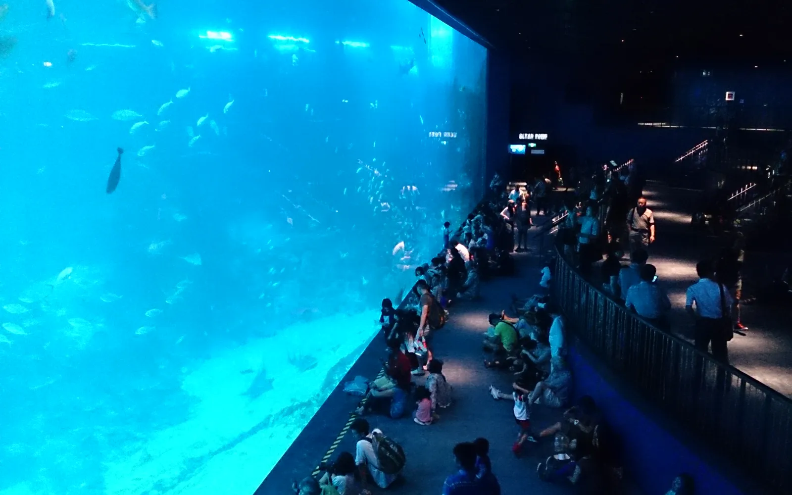 อุโมงค์ใต้น้ำขนาดใหญ่ของ Singapore Oceanarium มีฉลามและปลากระเบนว่ายผ่านเหนือศีรษะ