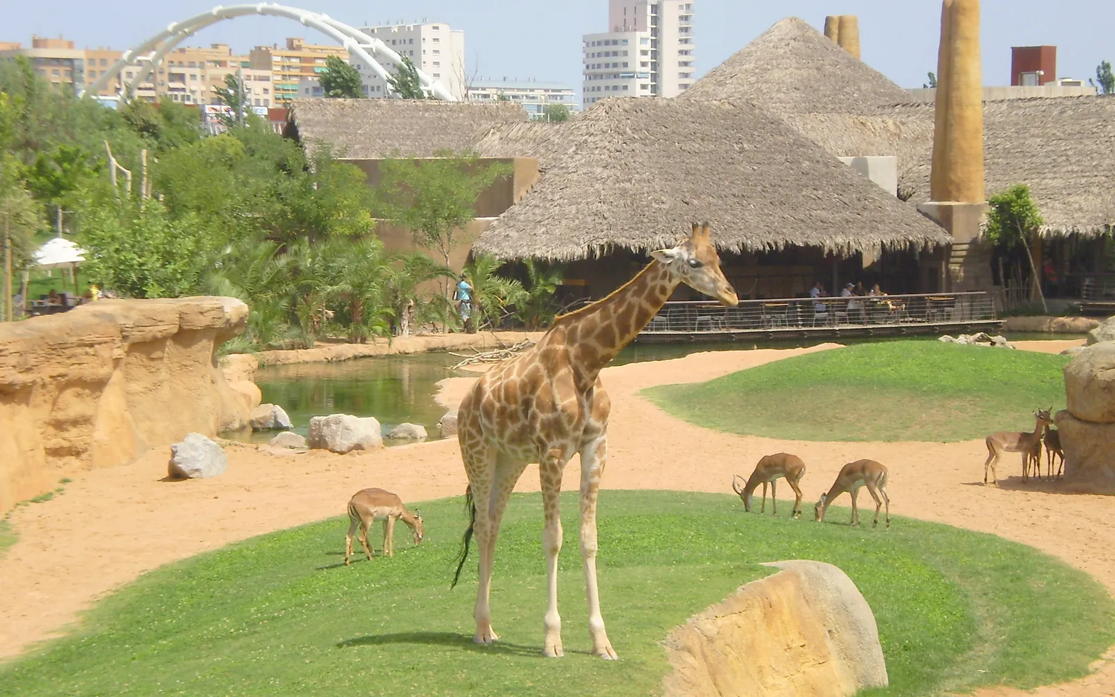 ยีราฟในสวนสัตว์ Bioparc Valencia ที่จำลองทุ่งหญ้าแอฟริกา