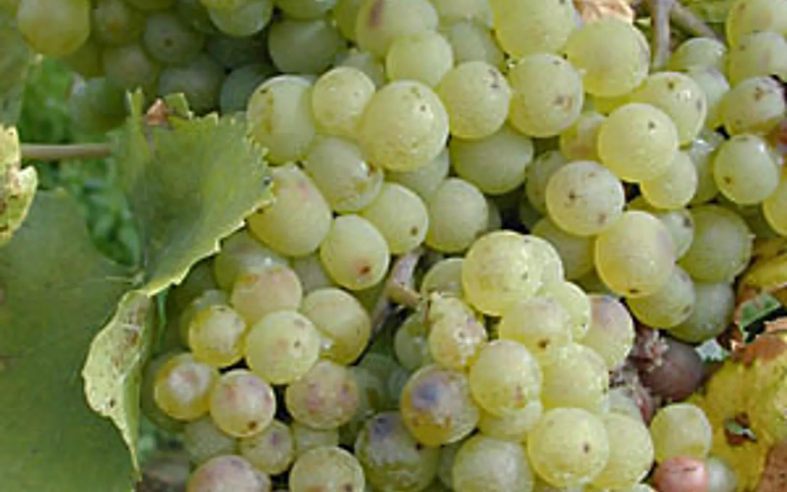 แก้วไวน์ขาวใส Chasselas สีเหลืองทองอ่อนบนโต๊ะกลางแจ้งริมทะเลสาบเลมัน ไร่องุ่น Lavaux เขียวขจีและเทือกเขาแอลป์เป็นฉากหลัง