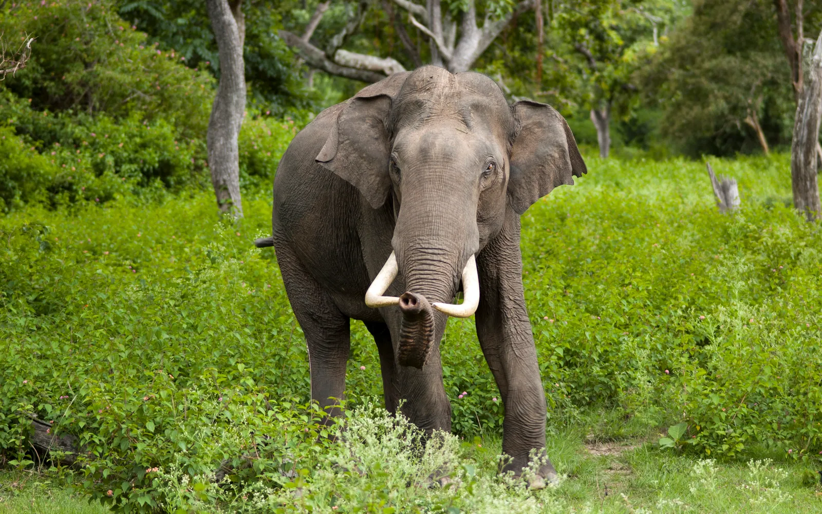 ช้างเอเชียกำลังกินหญ้าในสวนริมน้ำที่ศูนย์ช้าง Elephants World กาญจนบุรี