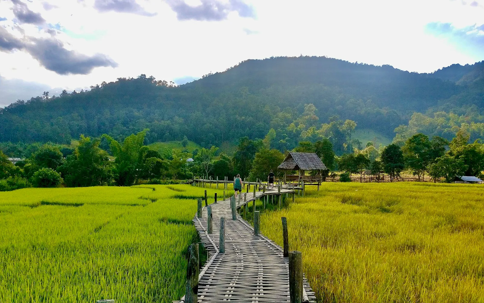 สะพานไม้ไผ่บุญโขกู้โส่ทอดยาวกลางทุ่งนาเขียว มีภูเขาโอบล้อมที่บ้านแพมบก ปาย