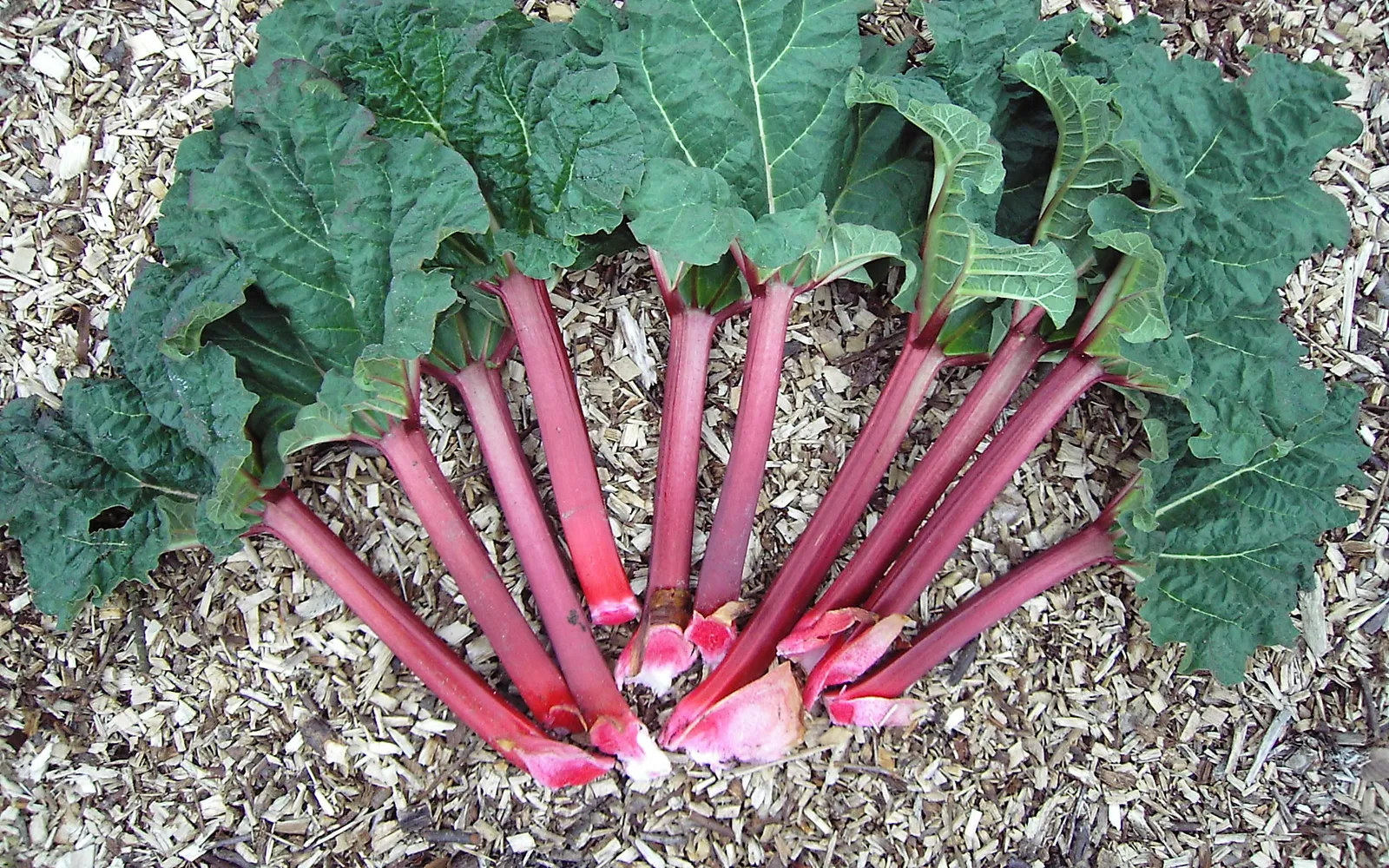 ลำต้น Rhubarb ยอร์กเชียร์สีชมพูสดใสวางบนแผงตลาด ก้านบางและสีชมพูสดกว่า Rhubarb ทั่วไปที่ปลูกกลางแจ้ง