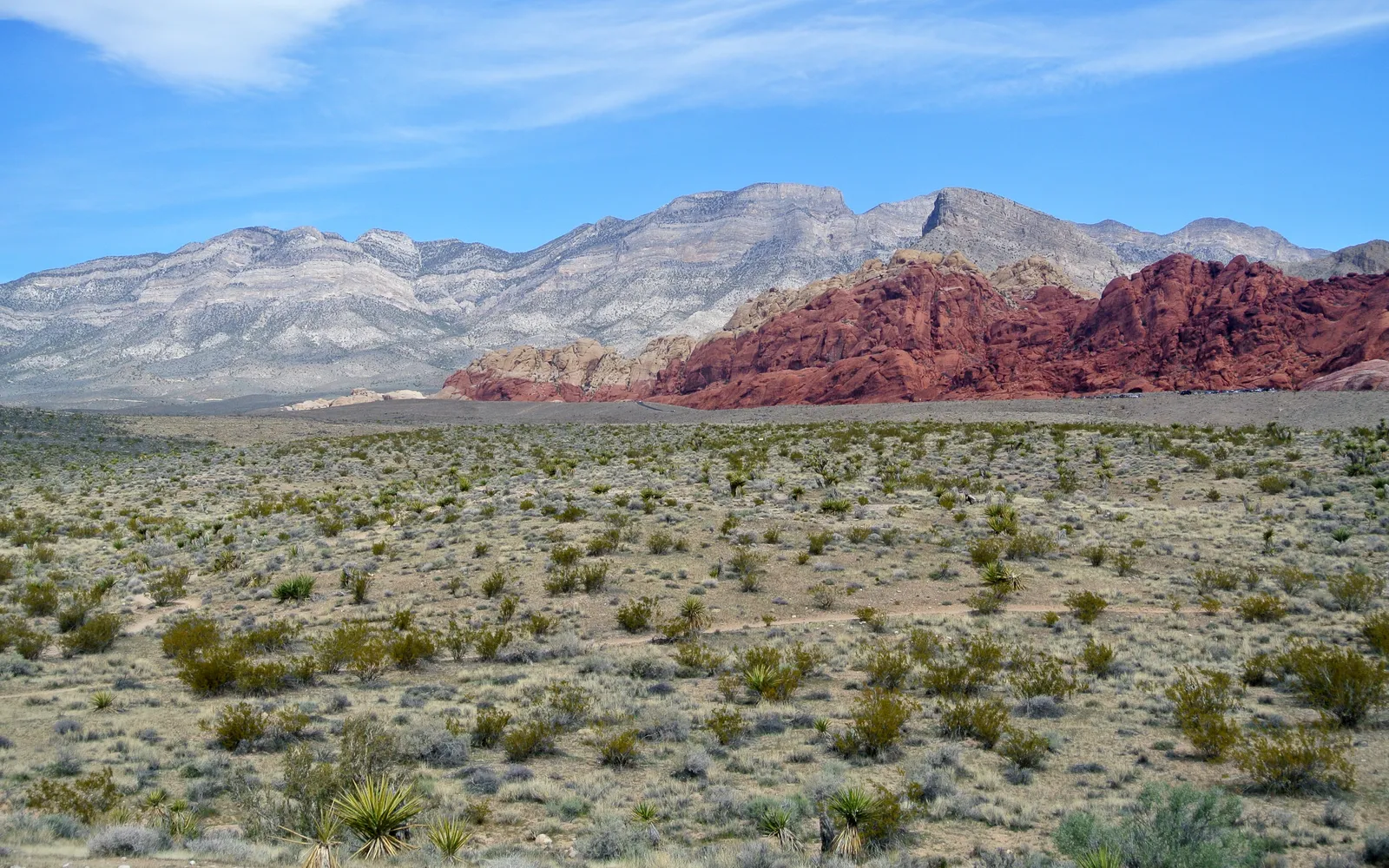 หน้าผาหินสีแดงอิฐขนาดมหึมาของ Red Rock Canyon ตัดกับท้องฟ้าสีฟ้าสดใส พื้นทะเลทรายแห้งแล้งและต้นพุ่มมะนาวทะเลทรายเบื้องหน้า