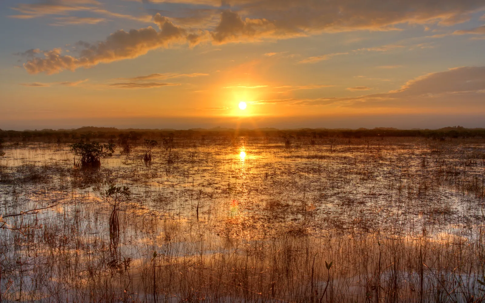 เรือ Airboat แล่นผ่านพื้นที่หนองน้ำ Everglades สีเขียวสด จระเข้อเมริกาลอยนิ่งริมฝั่ง หญ้าซอว์กราสสูงท่วมหัวเรียงรายสองข้าง