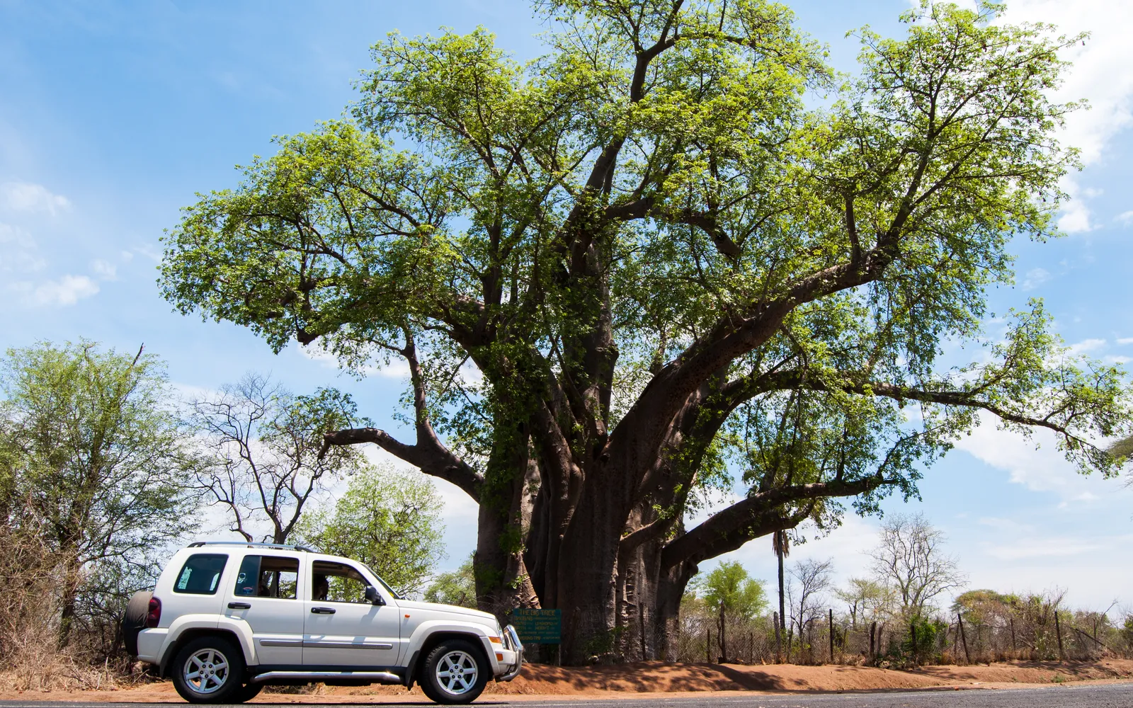 ต้นเบาบับยักษ์ The Big Tree ลำต้นใหญ่มหึมาใกล้น้ำตกวิกตอเรีย