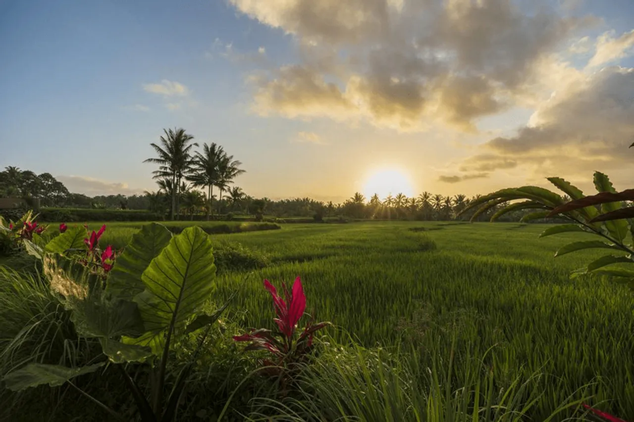 Beehouse Dijiwa Ubud — ภาพห้องพักและบรรยากาศ
