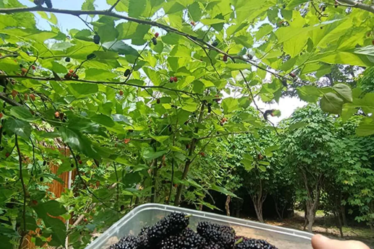 DaTerra Baucau Agroecological Farm Stay — ภาพห้องพักและบรรยากาศ