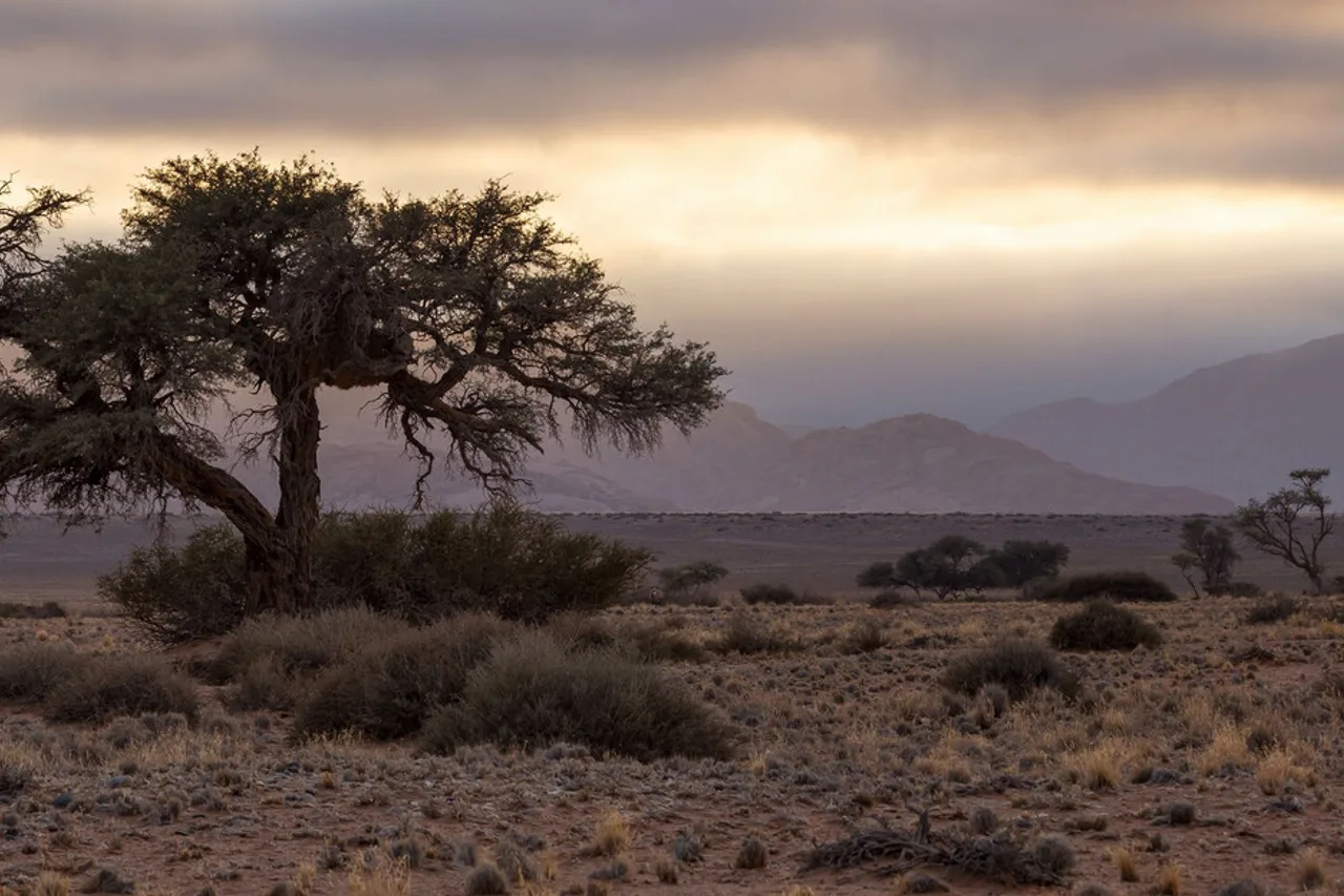 Desert Quiver Camp — ภาพห้องพักและบรรยากาศ