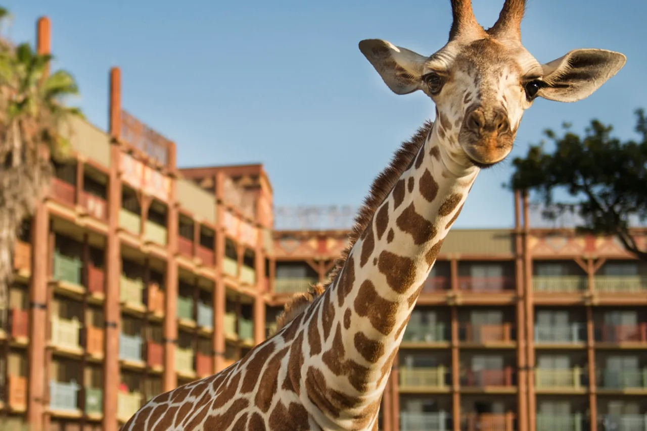 ยีราฟเดินใกล้อาคารรีสอร์ตที่ Animal Kingdom Lodge