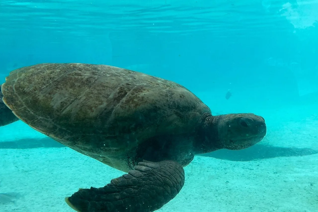Grand Hyatt Baha Mar — ภาพห้องพักและบรรยากาศ