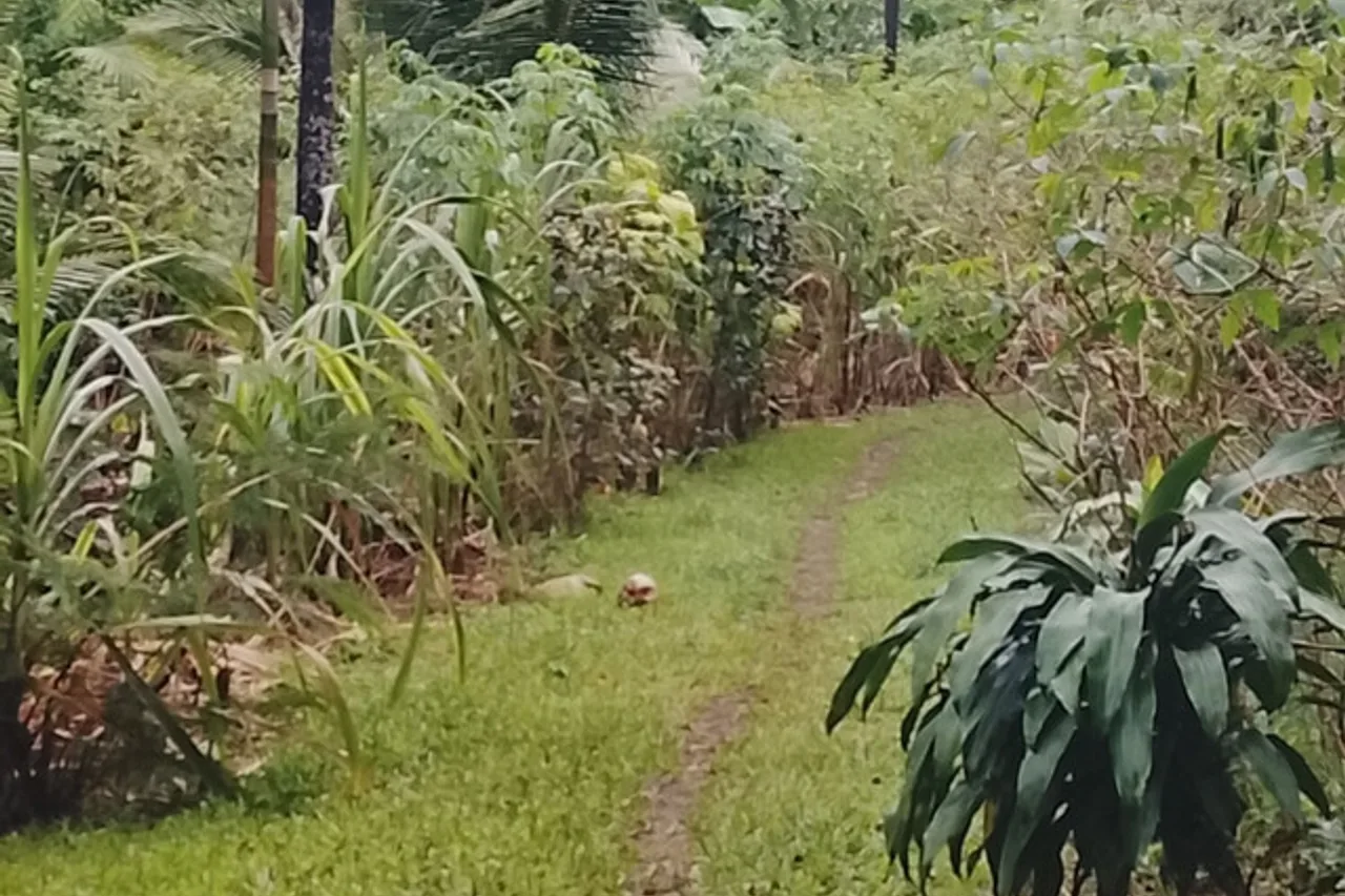 Jungle Oasis Bungalow — ภาพห้องพักและบรรยากาศ