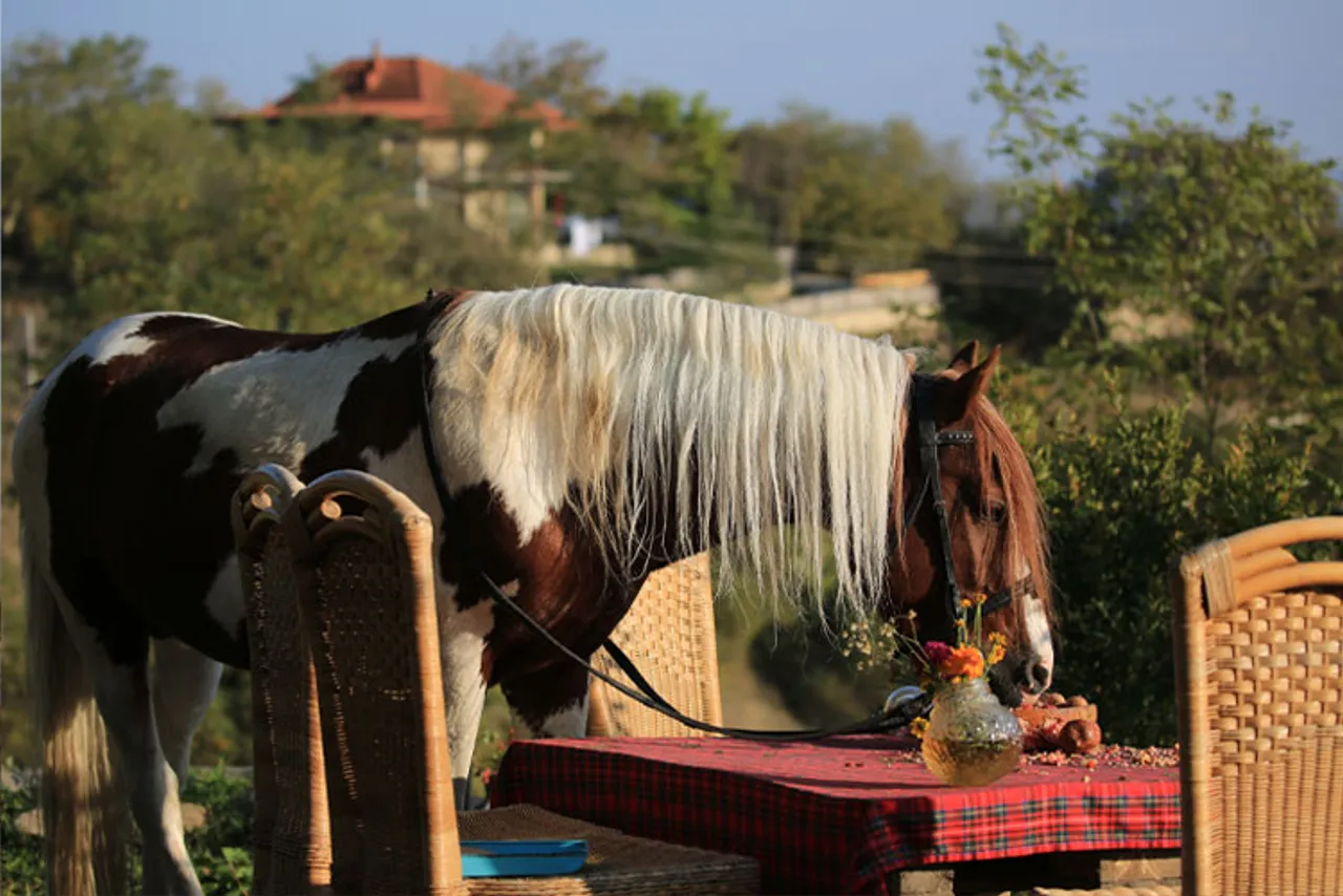 Lost Ridge Inn, Brewery & Ranch — ภาพห้องพักและบรรยากาศ
