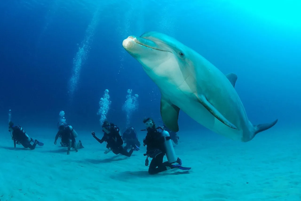 Mayan Princess Beach & Dive Resort — ภาพห้องพักและบรรยากาศ