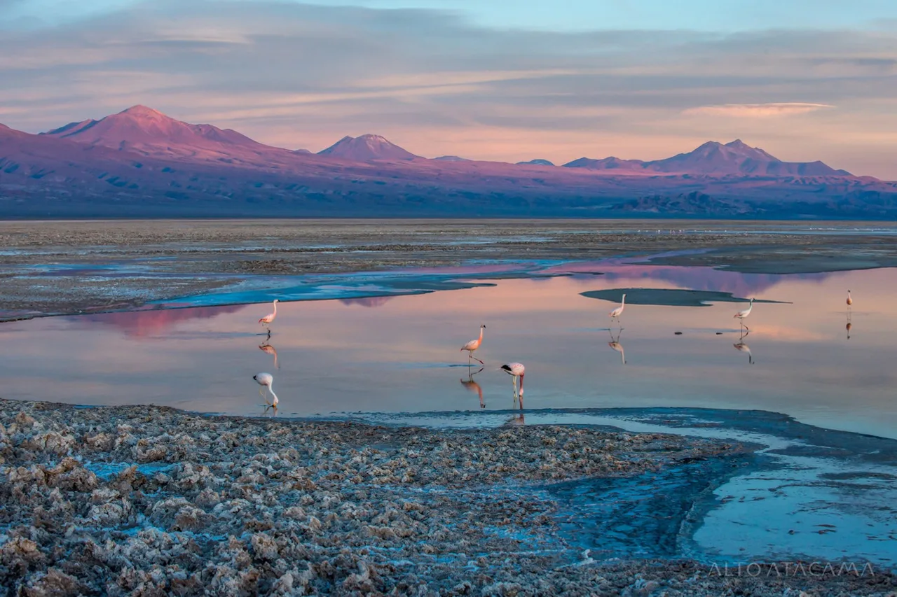 Nayara Alto Atacama — ภาพห้องพักและบรรยากาศ
