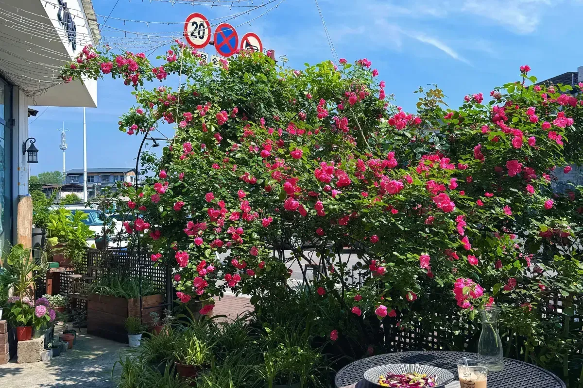 Zhangjiajie Zhijue Art Guest House — rooms and atmosphere